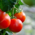 Czy pomidory tuczą? Fakt czy mit?